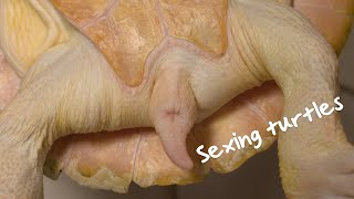 How to tell the sex of a turtle?