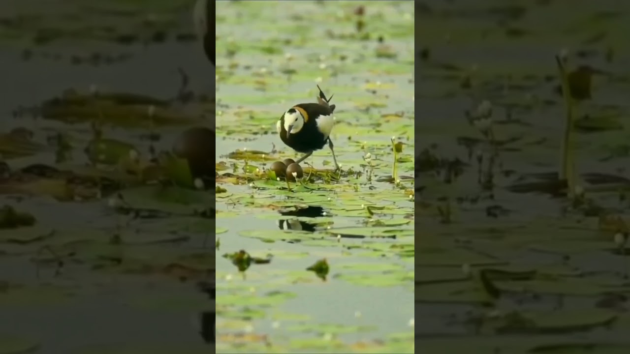 Pheasant tailed jacana 