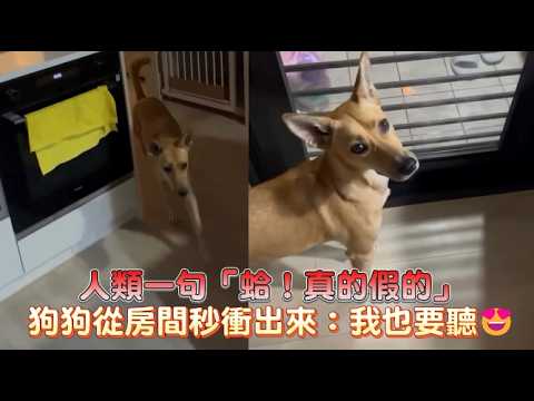 【八卦雷達啟動】人類一句「蛤！真的假的」狗狗從房間秒衝出來：我也要聽😍