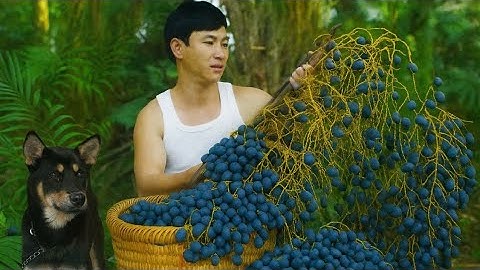 CEO Trieu Dan and Micky spent a special day together harvesting and processing a unique fruit.