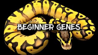 The Top 6 Beginner Ball Python Genes