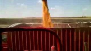Rooting For Agriculture: Corn Harvest 2011