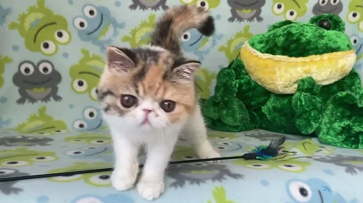 Watch the video about Exotic Shorthair Female Kitten of Majestymeow Cattery!