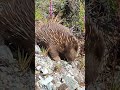 Echidna looking for ants #echidna #australia #tasmania #nativeanimal #wildlife #nature #cuteanimals