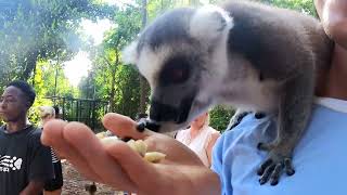 Lemurs 4K POV