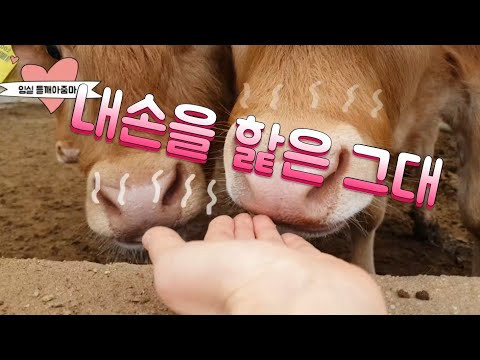 내손을 햝은 그대 #소밥주기