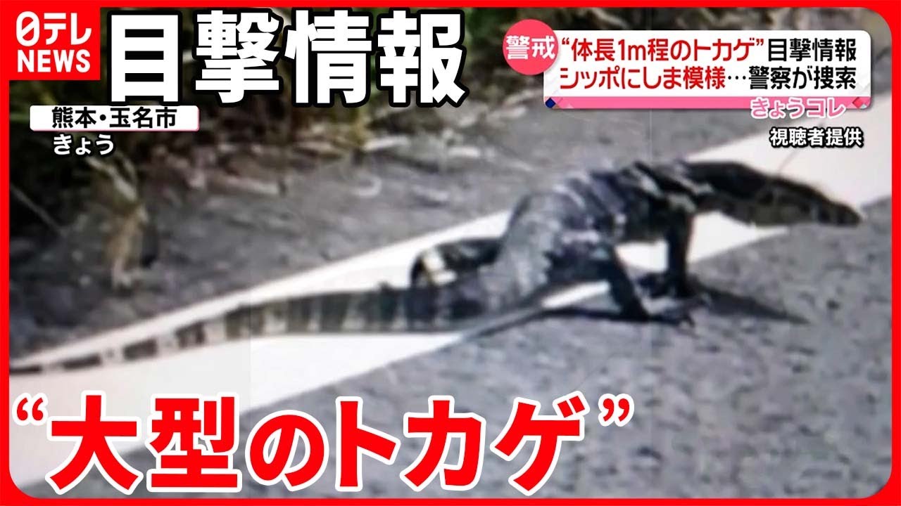 体長1mほど】“大型のトカゲ”目撃情報 住民からは不安の声 熊本・玉名市