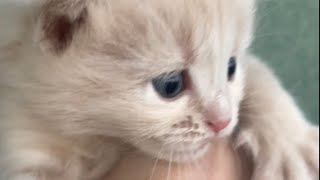 Kittens grow up fast😁 by Youtuber Cats 729 views 1 year ago 1 minute, 7 seconds