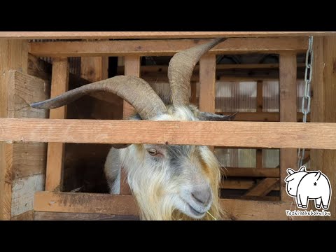 寒い風吹く中のオスヤギつくばのご飯シーン 2022年12月26日 Goat Farm 手作りヤギ牧場　吉がけ牧場