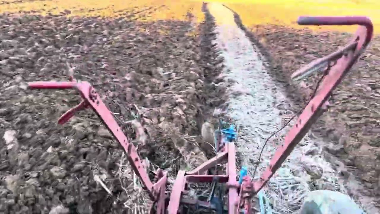 Plowing with a Cockshutt 550