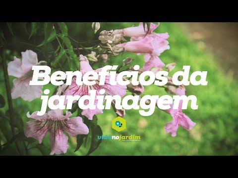Benefícios da jardinagem para saúde