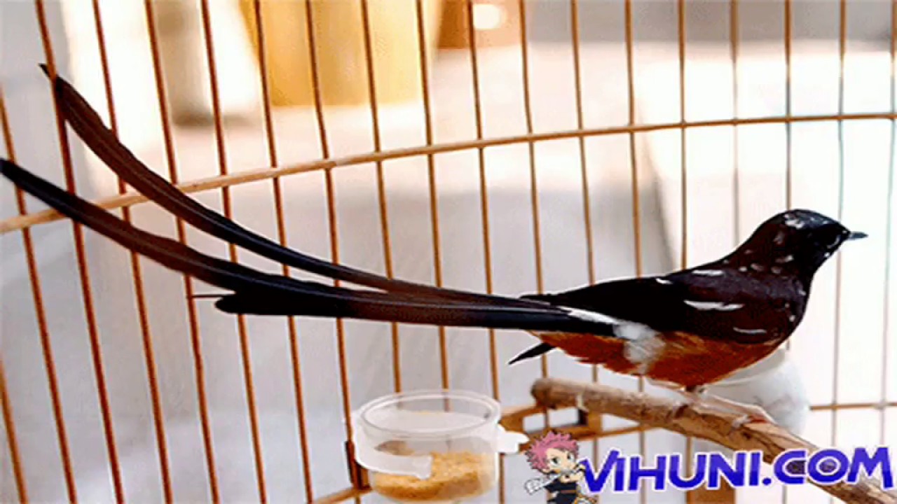 Tiêng Hot Chich Choe Lua - Tiếng Chim Chích Chòe Lửa Kích Bổi Hót …