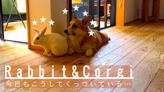 corgi and rabbit 色んなことするコーギー犬とウサギの放し飼い