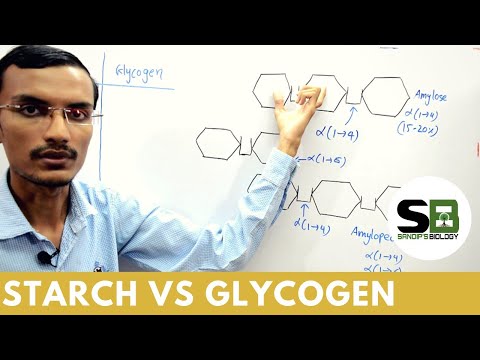 Starch vs Glycogen