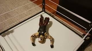 Ali Makes Hi Daybute