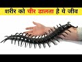 दुनिया के 10 सबसे खतरनाक जानवर | 10 Most Dangerous Animals in the World in Hindi | Secret Sach