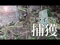 【アライグマ捕獲】鶏を襲ったアライグマを捕獲しました。