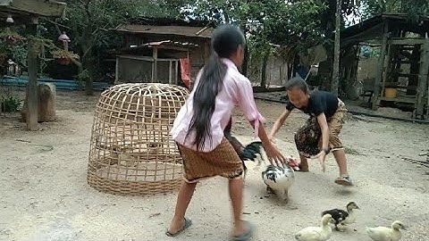 Kuv tus  niam tsev tua ib tug os peb noj hmo