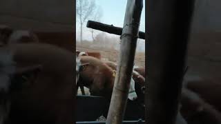 Cows Baby Love, Mab Enghour