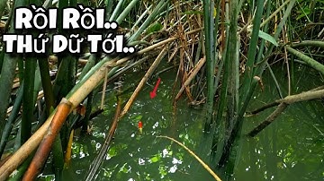 Tập 52 - Săn Cá Rô Lớn Đầu Mùa Nước Nổi, Cảm Giác Hồi Hộp Khi Gặp Toàn Thứ Dữ | Câu Cá Rô Đồng