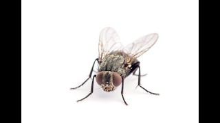 Find out the Incredible Secrets of Flies: Why Are They So Hard to Catch?