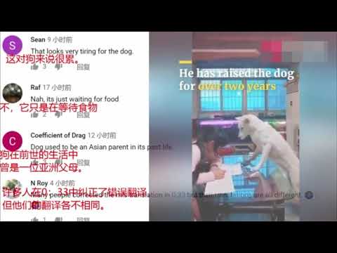 在中國，狗監督小女孩寫作業不能玩手機！外國網友：難以置信！