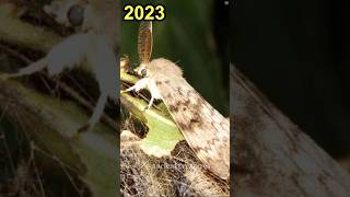 2023 Moth and 5000 Bce Moth ||Ancient Creatures #shorts #shortsvideo #youtubeshorts #viral #short