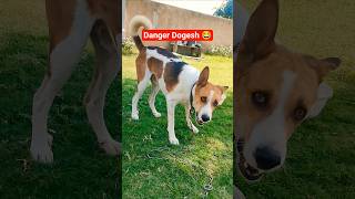 danger Dogesh 😂 #funny #dogeshbhai