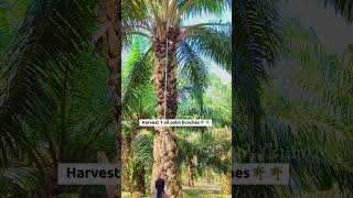 Harvest 1 oil palm bunches🌴🌴 #palmoil
