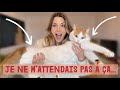 Ce chat... je ne m'attendais pas à ça !