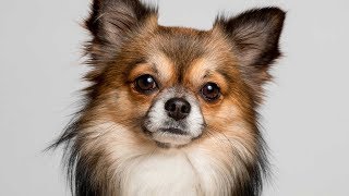 Types of Chihuahuas [Full Length Detailed 2020 Version]