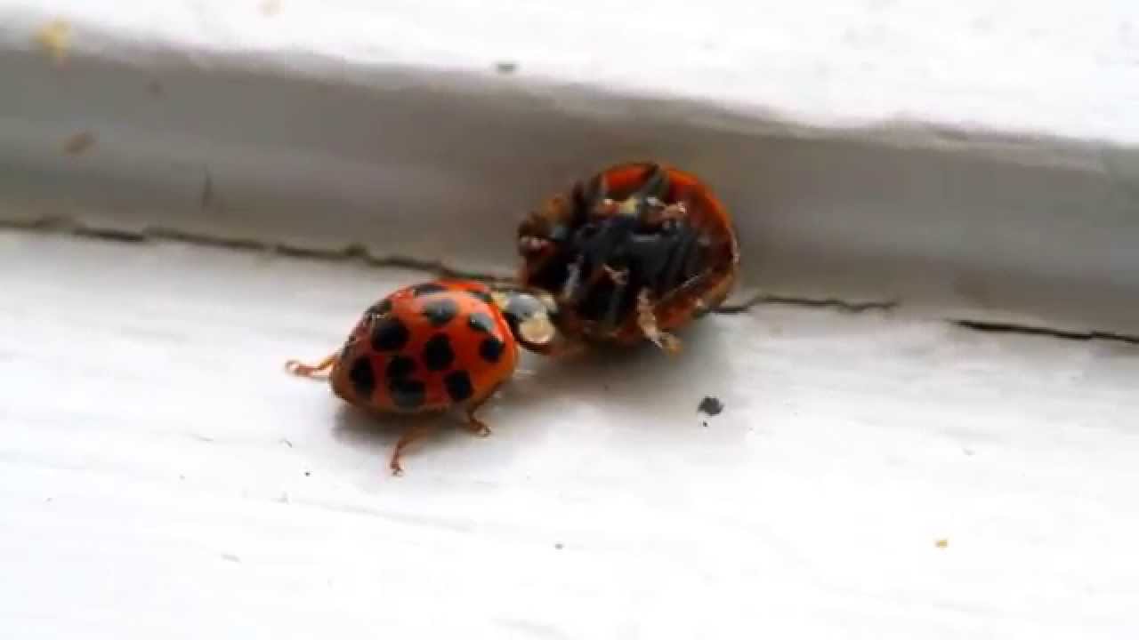 Cannibalism Among Ladybugs YouTube