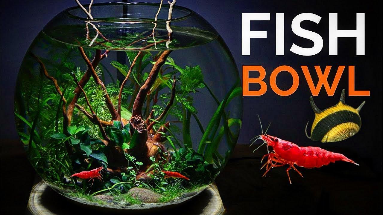 Make a Beautiful Planted Aquabowl (Nofilter fish bowl aquarium) YouTube