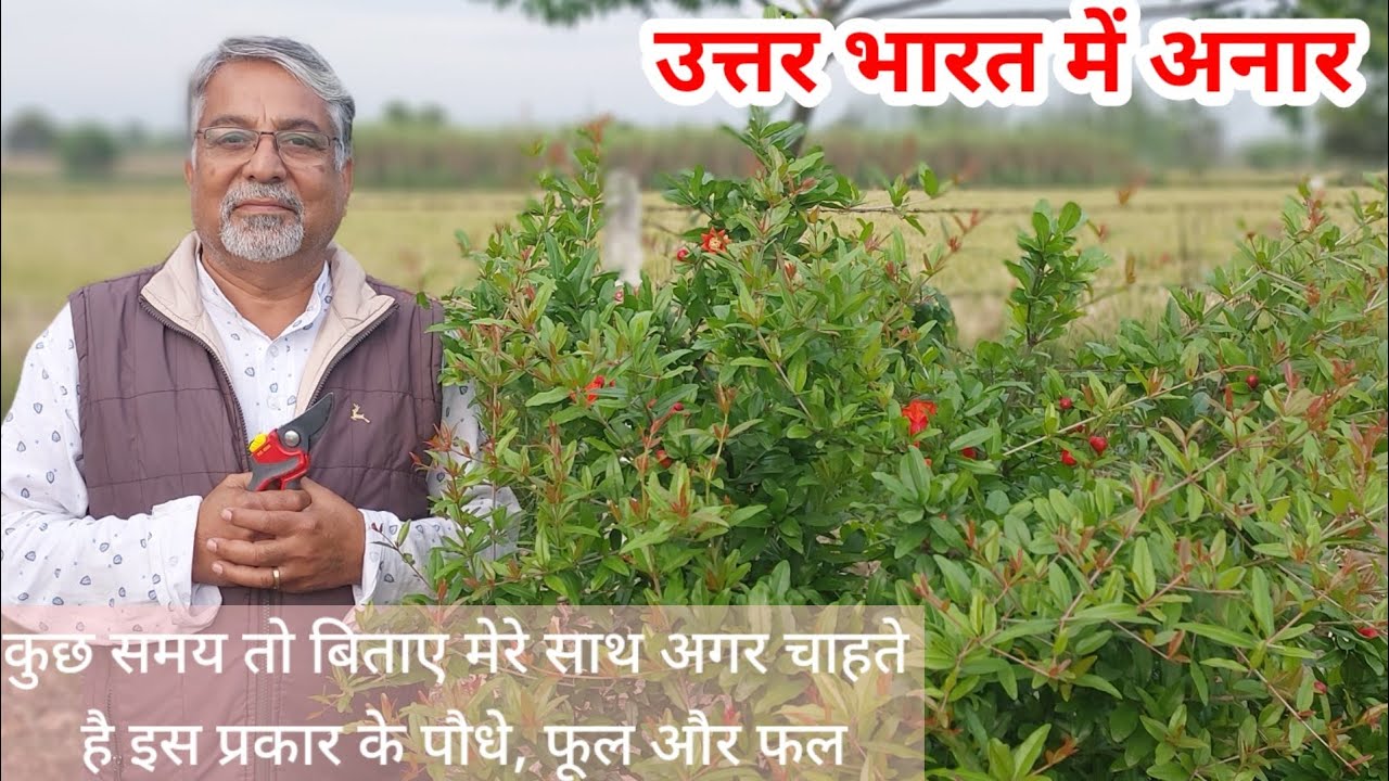 367. अनार में क्या करे कि पौधा फूलों से भर जाए। अमेजिंग किसान के साथ।