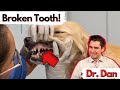 How a vet fixes a dogs broken tooth  dr dan explains the two options for a broken tooth in a dog