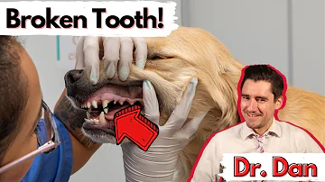 How serious is a broken tooth for a dog?