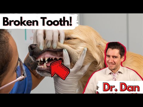 How a vet fixes a dog&rsquo;s broken tooth.  Dr. Dan explains the two options for a broken tooth in a dog.