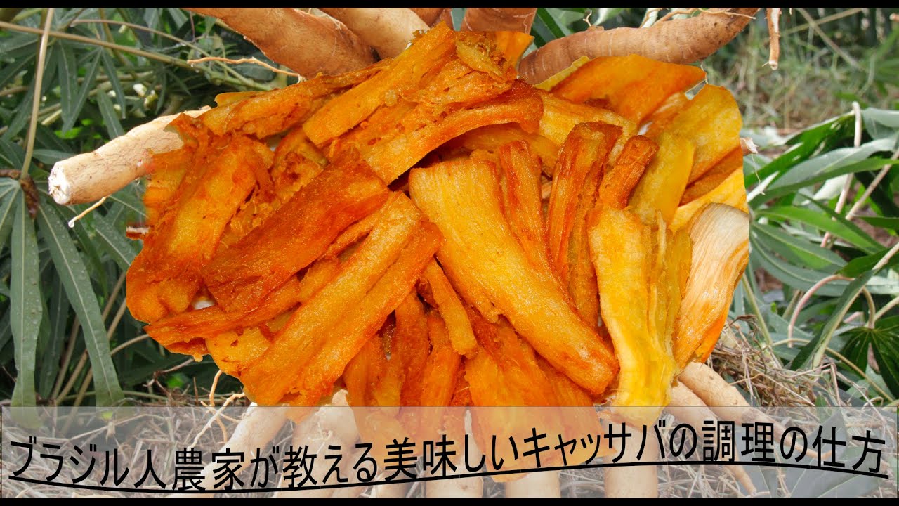 食品 徳之島産キャッサバ生芋20キロ入り