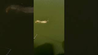 Musky Swing And Miss