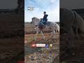عود شهب كي لحليب الحفظ والسلامة Algeria Horse خيل عودي حصان Arabianhorse 