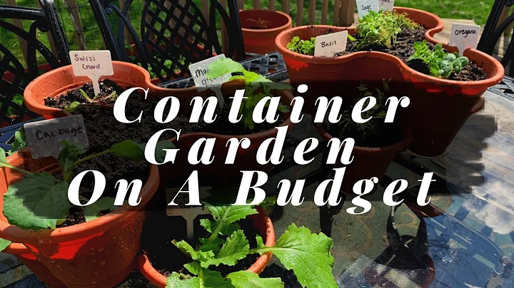 Container Gardening On A Budget | Dollar Tree
