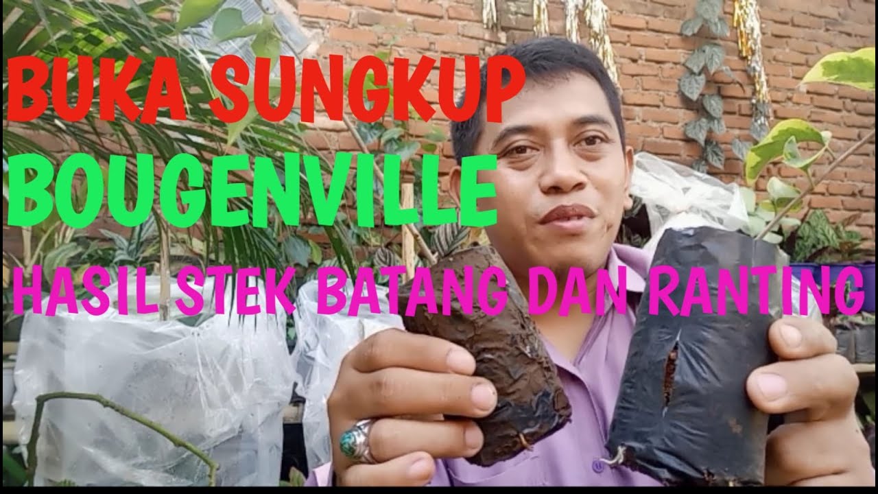 Cara Buka Sungkup Bougenville Hasil Stek
