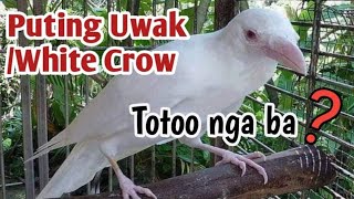 #WhiteCrow #PutingUwak     Puting Uwak/White Crow Alaga ng isang Residente sa Davao