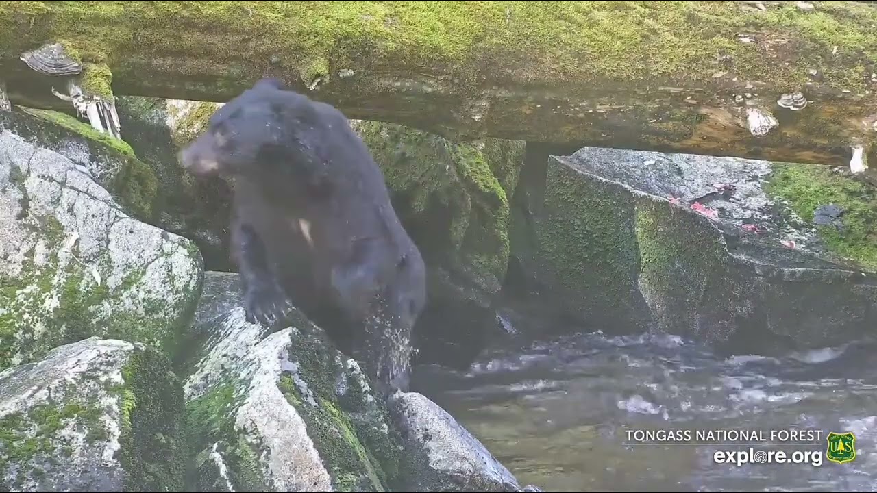 2024-08-03: Fishing under the log (explore.org)