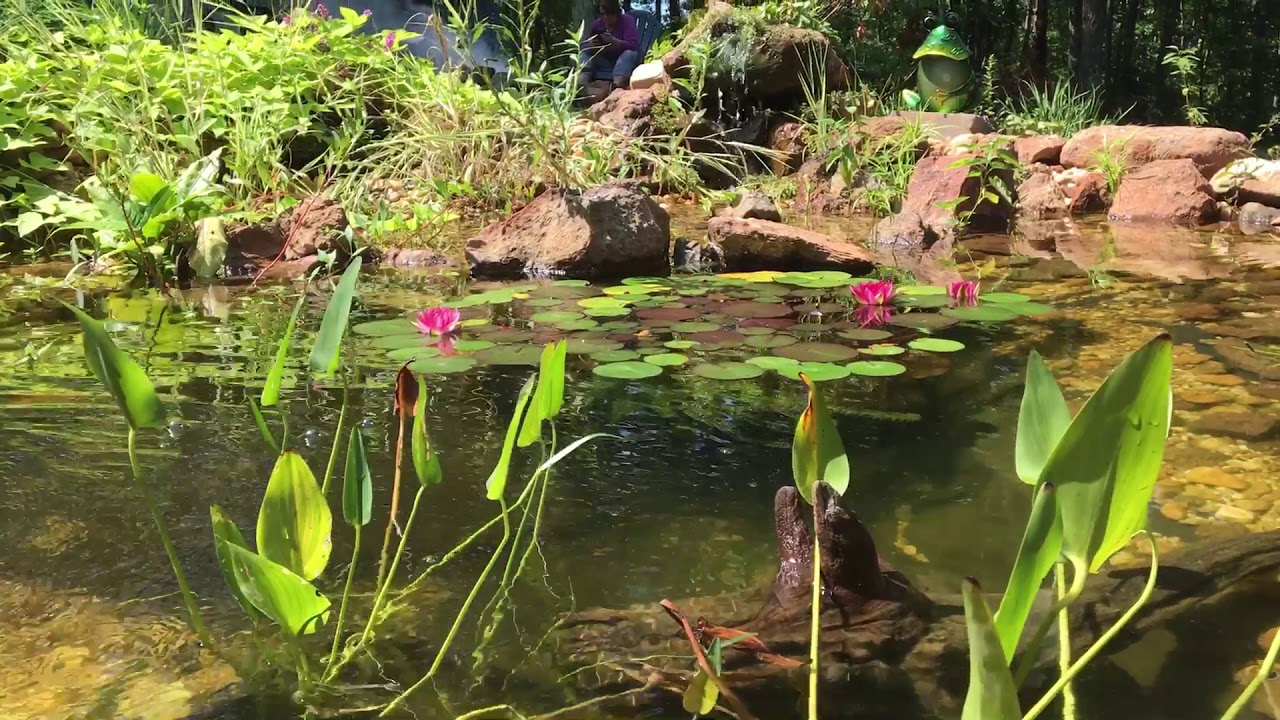 camera iphone 8 plus apk Pond Early September
