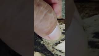 GAHARU: lempeng Full Gubal Super Tenggelam #agarwood #gaharu#fup #fyp#fypシ #fypshot#fypviral