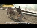 Cat Adopts Abandoned Kittens LOL | Kritter Klub
