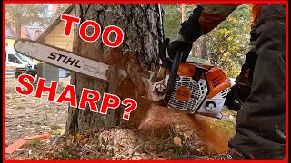 Can The Chainsaw Chain Be Too Sharp? And What Then? by Finnish Lumberjack 1,837 views 4 days ago 37 seconds