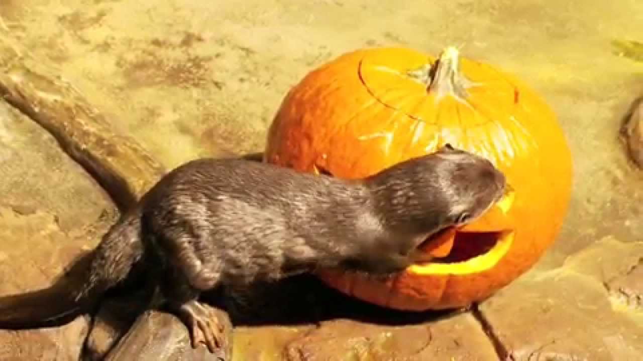 Halloween at Aquarium YouTube