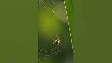 Spider making web #shorts #spider #webmaker #spiderweb